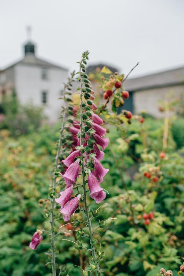 Ballydugan Country House Downpatrick Esterno foto