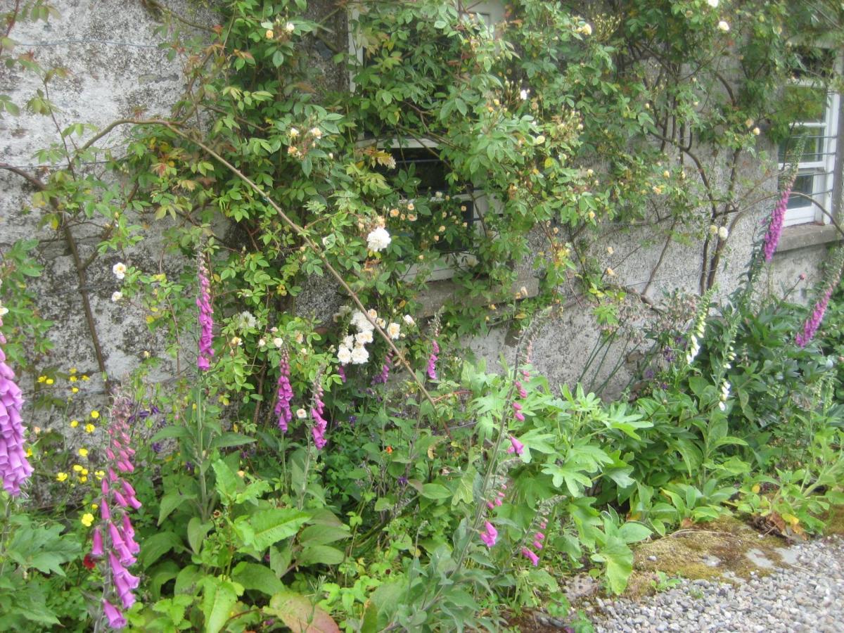 Ballydugan Country House Downpatrick Esterno foto